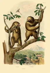 Avispa Bracónida, 1833-39